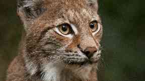 Lynx: Hunted to extinction 1300 years ago.