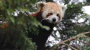 Escaped: A red panda went for a tour of the zoo (file pic).