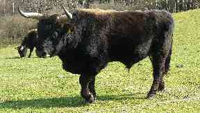 Breakout: The heck bull was the largest animal to leave its enclosure.