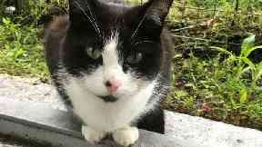 Purr-fect for the job: The lovable lad has amassed fans.