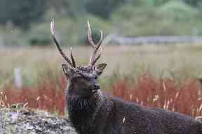 A very handsome resident.