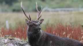 Summer stag: Handsome chap captured in Wester Ross.