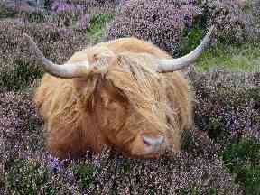 A Highland cow stops for a snooze in a bed of heather in Arrina.