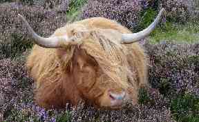 Snooze: A HIghland cow stops by the roadside among the heather.