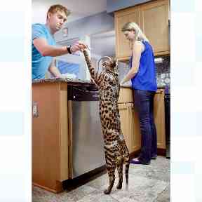 The world's tallest Cat with its owners William and Lauren Powers.