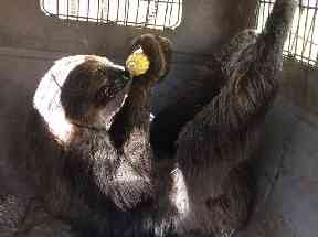 Mo the sloth enjoys some corn at Monroe County Jail.