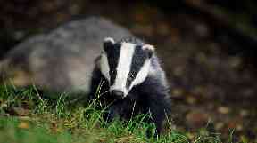 Badger: Animal may be lost and is 'very angry'.
