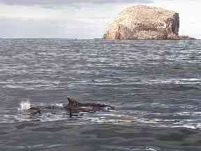 Bass Rock and a curious bottlenosed dolphin.