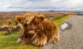 Having a moo-ment by the roadside.