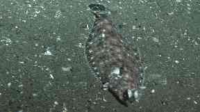 A Dover sole like this one became lodged in the fisherman's throat.