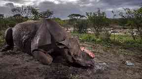 Brent Stirton won the award for his image Memorial to a Species.