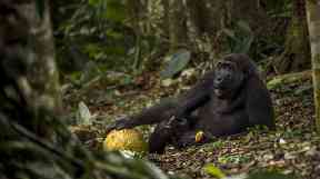 Daniel Nelson's image won him Young Wildlife Photographer of the Year.