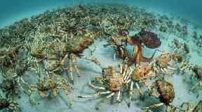 Crab surprise by Justin Gilligan, winner of the Behaviour: Invertebrates.