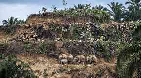 Palm-oil survivors by Aaron Gekoski, winner of the Wildlife Photojournalist: Single image.
