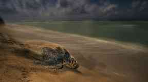 The ancient ritual by Brian Skerry, winner of the Behaviour: Amphibians and Reptiles.