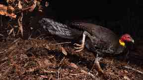 The incubator bird by Gerry Pearce, winner of the Behaviour: Birds.