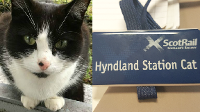 Purr-fect job: The lovable lad has amassed fans.