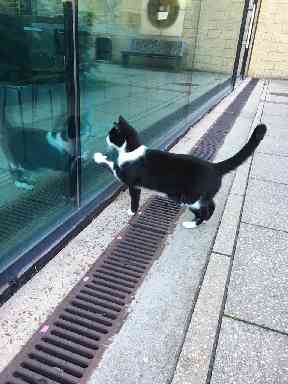 The friendly feline left home and came back with two jobs.