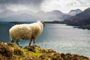 One of the locals soaking in the view from Ben Tianavaig.
