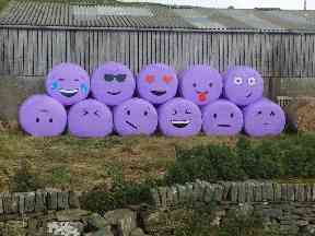 A Shetland farmer brightens up the roadside.