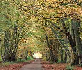 An archway of autumnal trees pictured in the Borders.