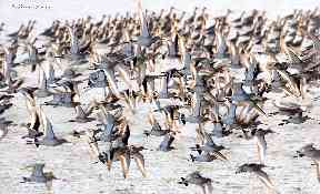 Organised chaos as birds take flight near the Firth of Forth.