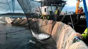 Tuna: The fish was trying to escape dolphins.