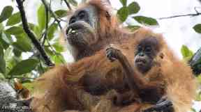 There are only 800 Tapanuli orangutans.