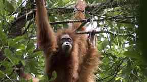 Tapanuli orangutans are the most endangered of all the great apes.