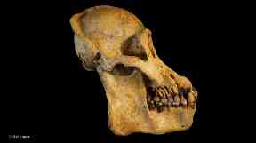 Tapanuli orangutans were found to have larger canine teeth than other orangutans.