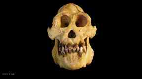 Tapanuli orangutans were found to have smaller skulls than other orangutans.