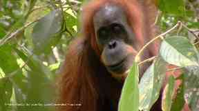 Up until 1996, there was only thought to be one species of orangutan.