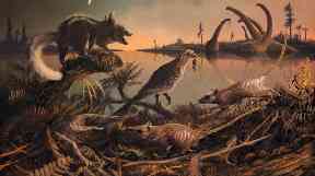 An illustration of Purbeck mammals.