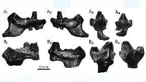 Fossil remains of two rat-like creatures.