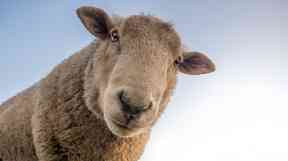 Sheep have about the same success rate identifying faces as humans.