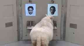 That be Baa-rack Obama!