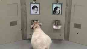Sheep can even spot Emma Watson from side on.