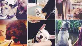 Dogs: Pups rule the roost at Inn Deep, Glasgow.