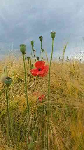 A bright red poppy found hidden among the barley near St Andrews.