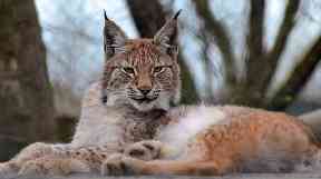 Lilleth the Eurasian lynx had been missing from Borth Wild Animal Kingdom since 29 October.