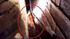 It took firefighters three hours to rescue Taba from the gap.