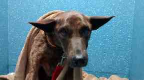 Taba was lucky to be found, rescuers say.