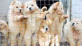 Chow Chows which have been smuggled in to the UK