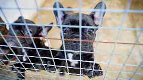 Pups suffering from behavioural and health problems are among thousands trafficked.
