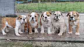 English bulldogs are among the desirable breeds involved.