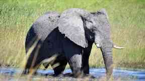 The number of African elephants has shrunk from about 5 million a century ago to about 400,000 remaining.