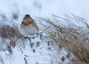 Snow buntings are large buntings, with striking `snowy' plumages.