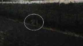 The tiger (circled) can we seen walking through a Paris suburb in the dark.