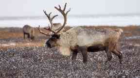 In the worst previous 12-month period, 250 reindeer were killed.