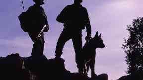 A Belgian shepherd service dog